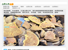 朱氏冬虫夏草缩略图