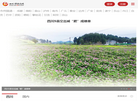 四川成农网科技缩略图
