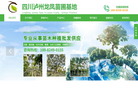 中国花卉苗木 四川泸州龙凤苗圃基地官方网站 精品蓝花楹 红叶石楠缩略图