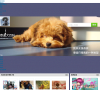 泰迪犬百科缩略图