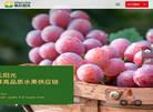 陈氏阳光果蔬缩略图