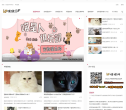 宠物猫猫网缩略图