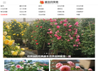藤本月季网缩略图