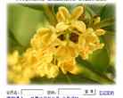 小荷作文网缩略图